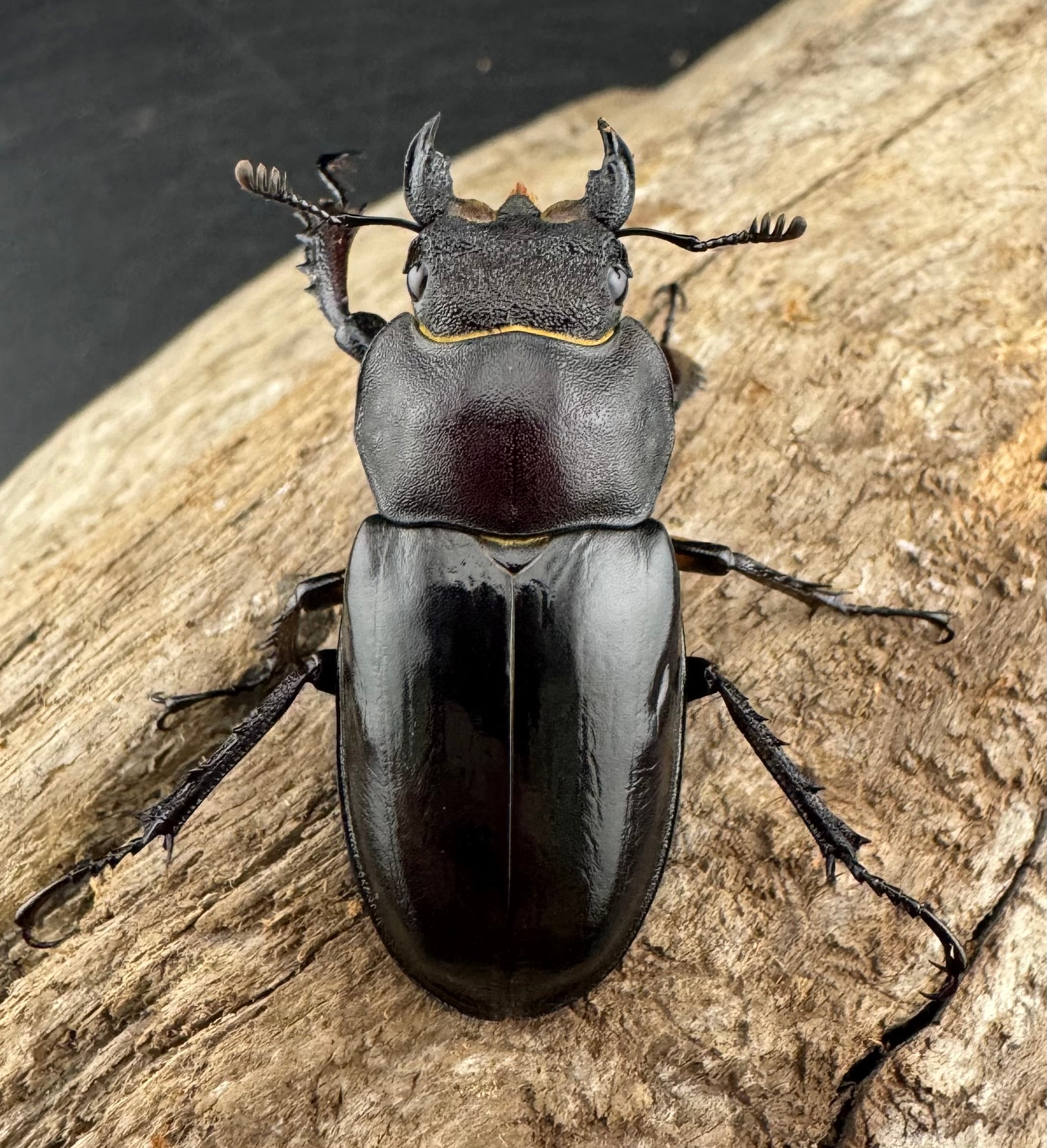 WD】《ミヤマクワガタ 胆振地方産 67mm ペア》 | KPW公式オンライン