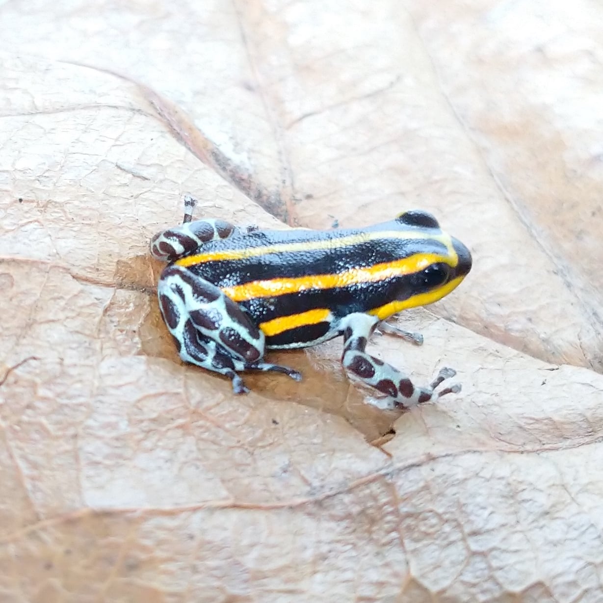 シレンシス ヤドクガエル ”パチテア・イエロー” Ranitomeya sirensis