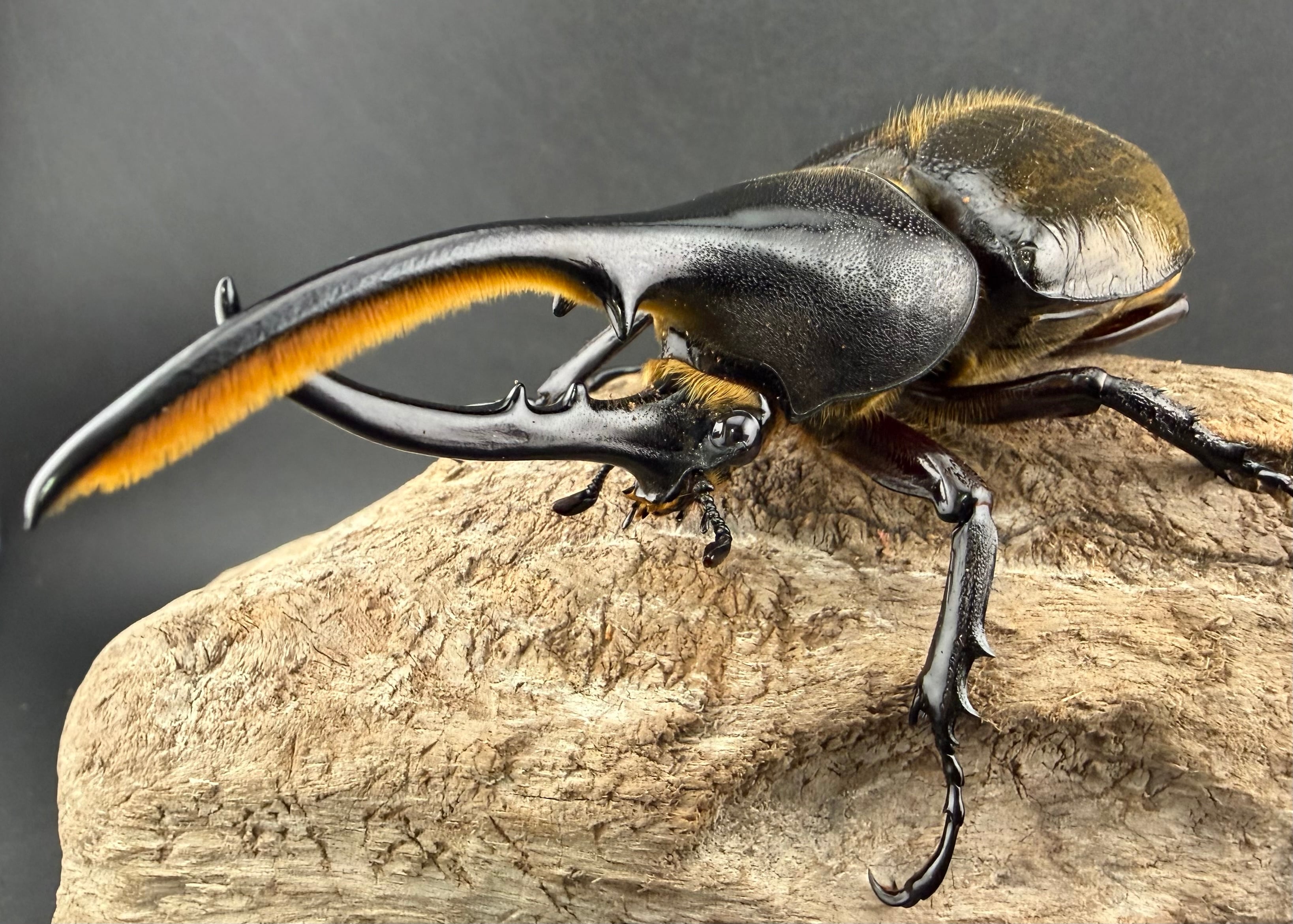 ヘラクレス・モリシマイ 108mm ペア》 | KPW公式オンラインショップ