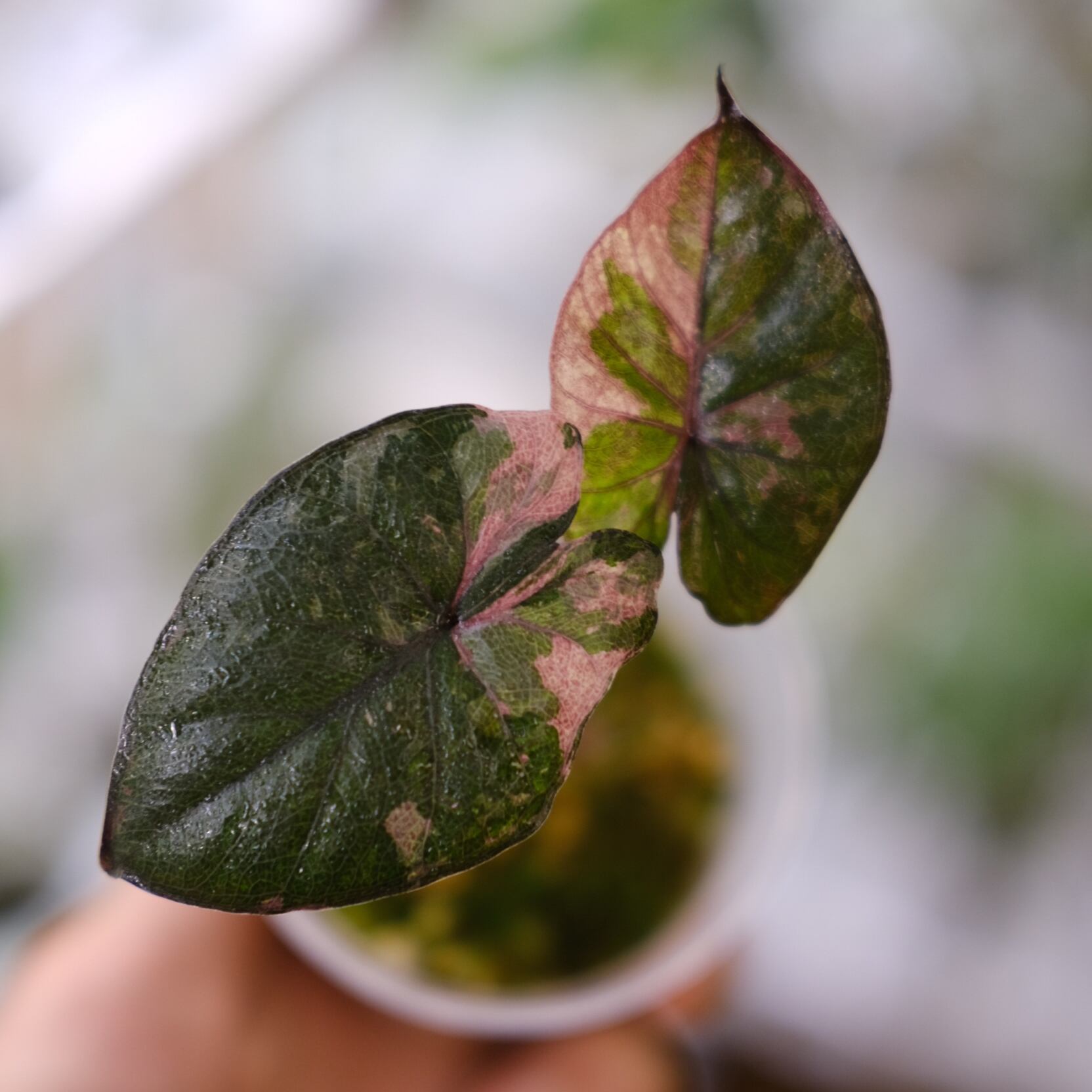 アロカシア ピンク セレンディピティ④ / Alocasia Pink Serendipity