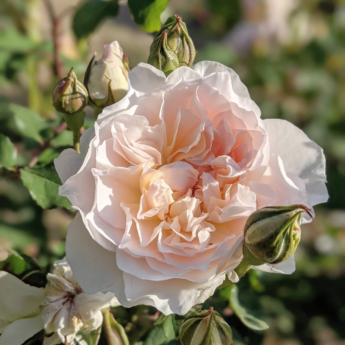 メアリー マグダレン | 天空のバラ園(無農薬バラ苗・花苗・クレマチス