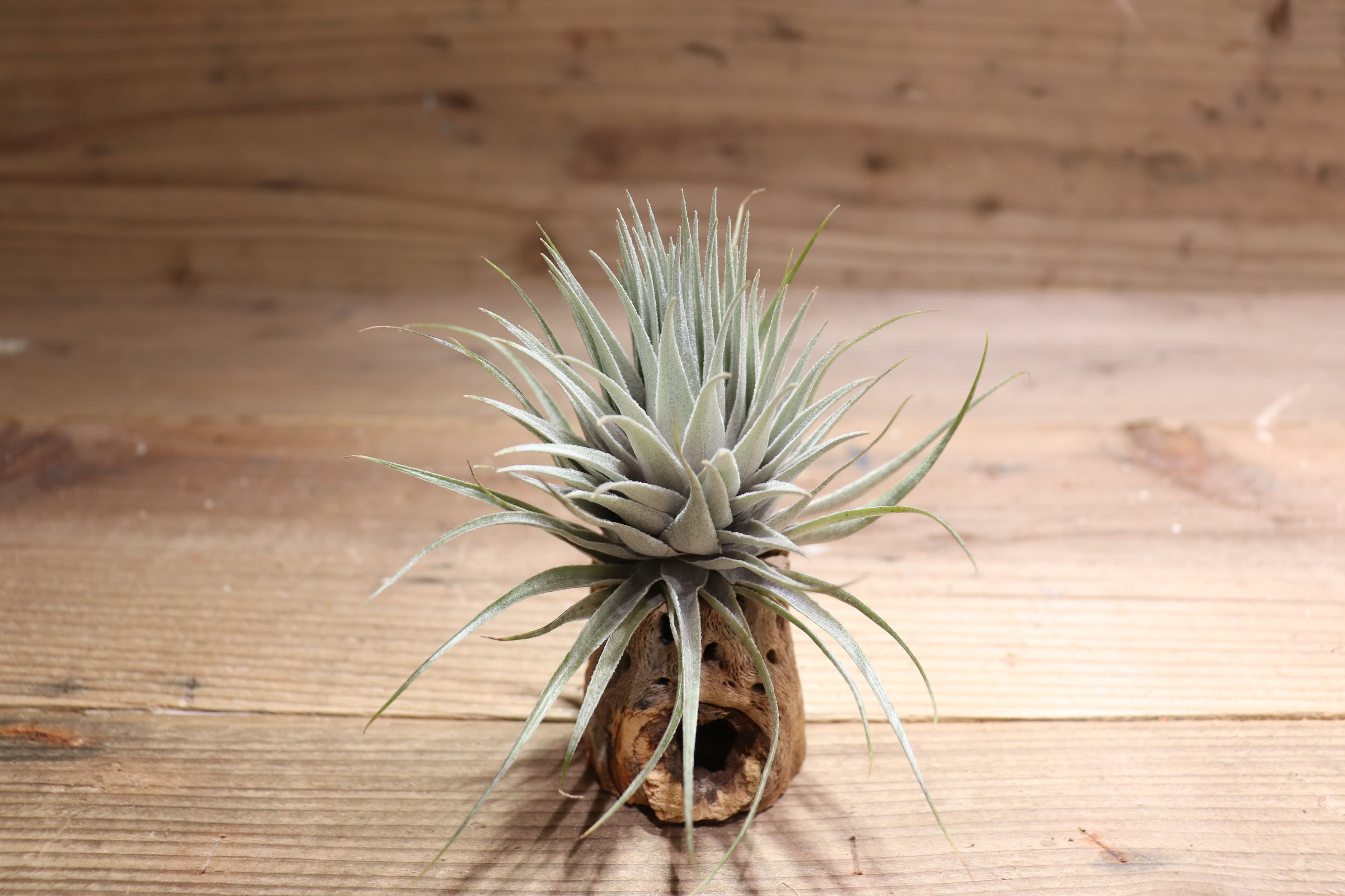 送料無料】roseiflora (花芽付き)〔エアプランツ〕現品発送T2825