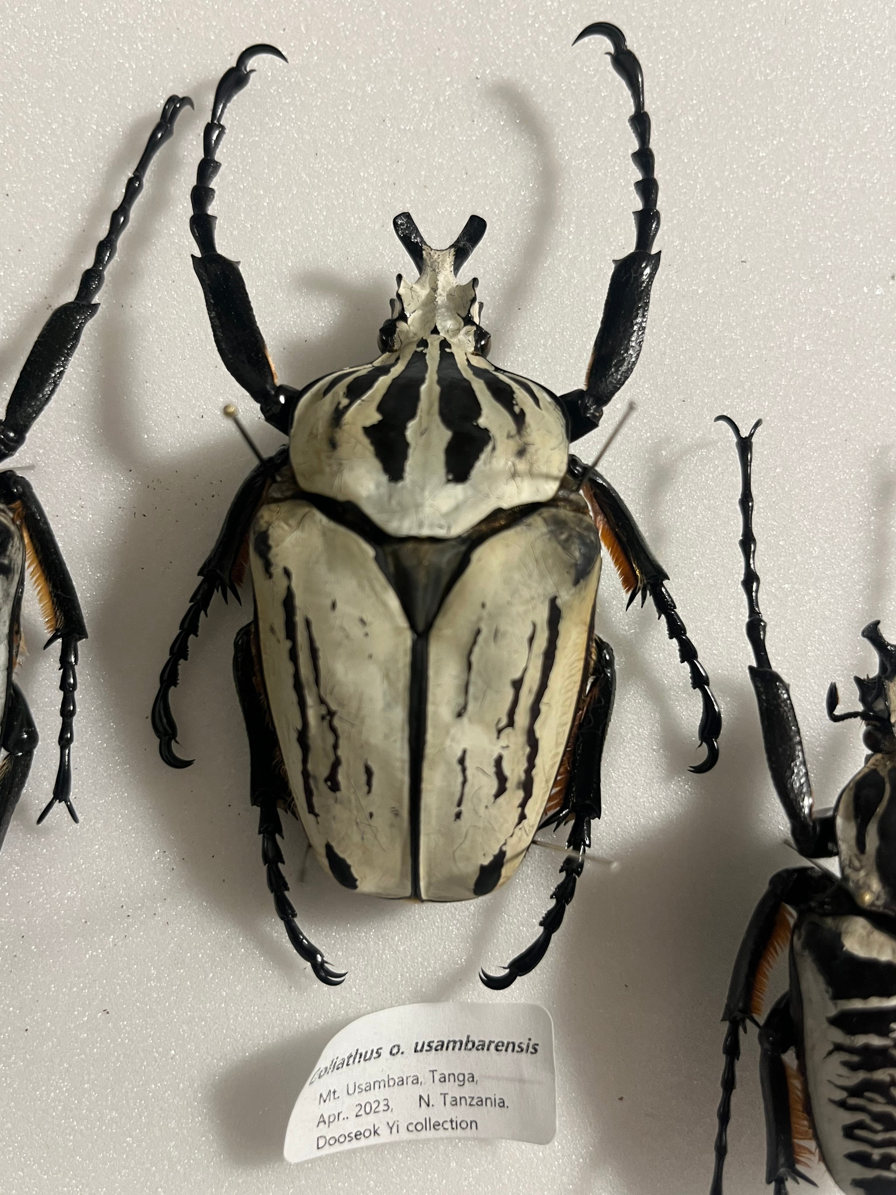 ゴライヤスオオツノカナブン 100mm ゴライヤスオオツノカナブン 100mm