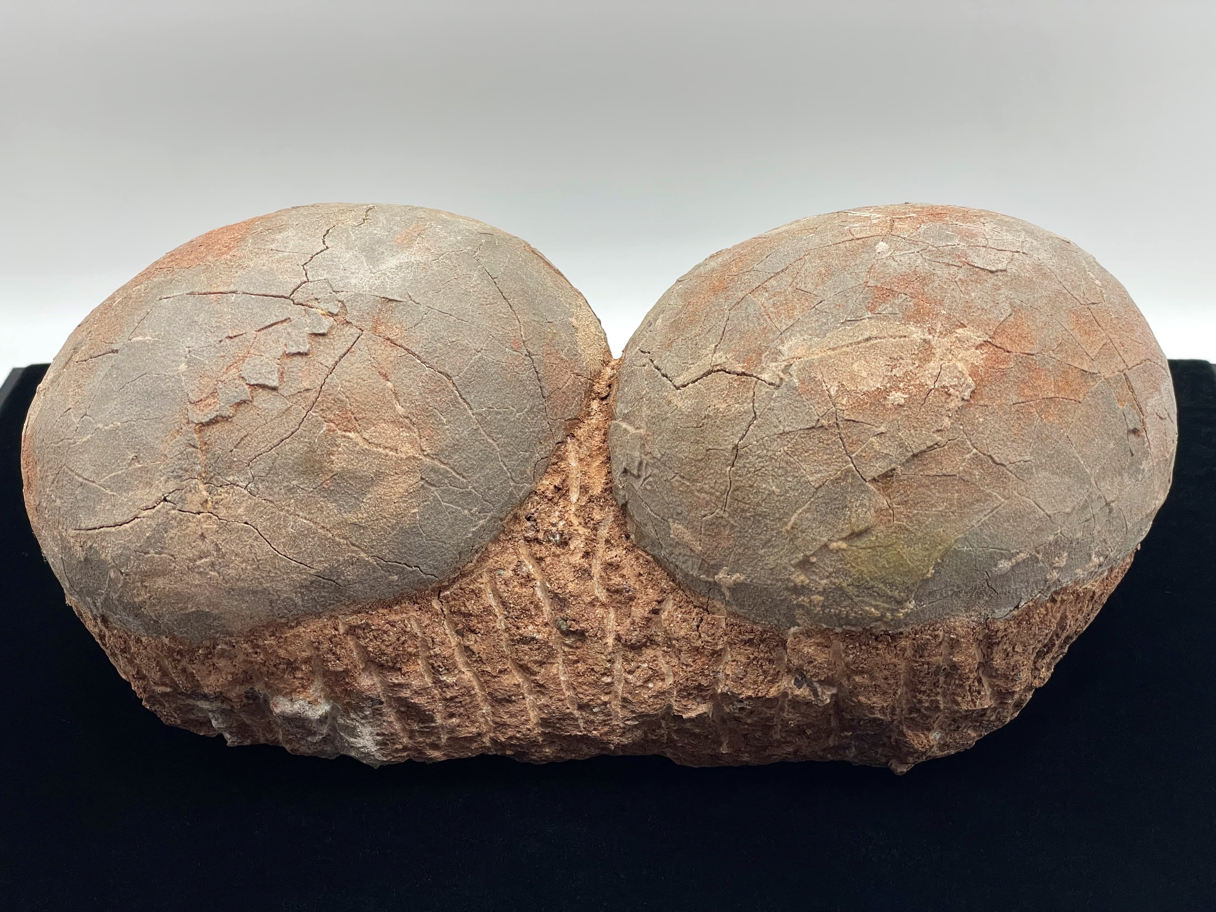 恐竜の卵の化石（レプリカ） | DantaliaN-outlet