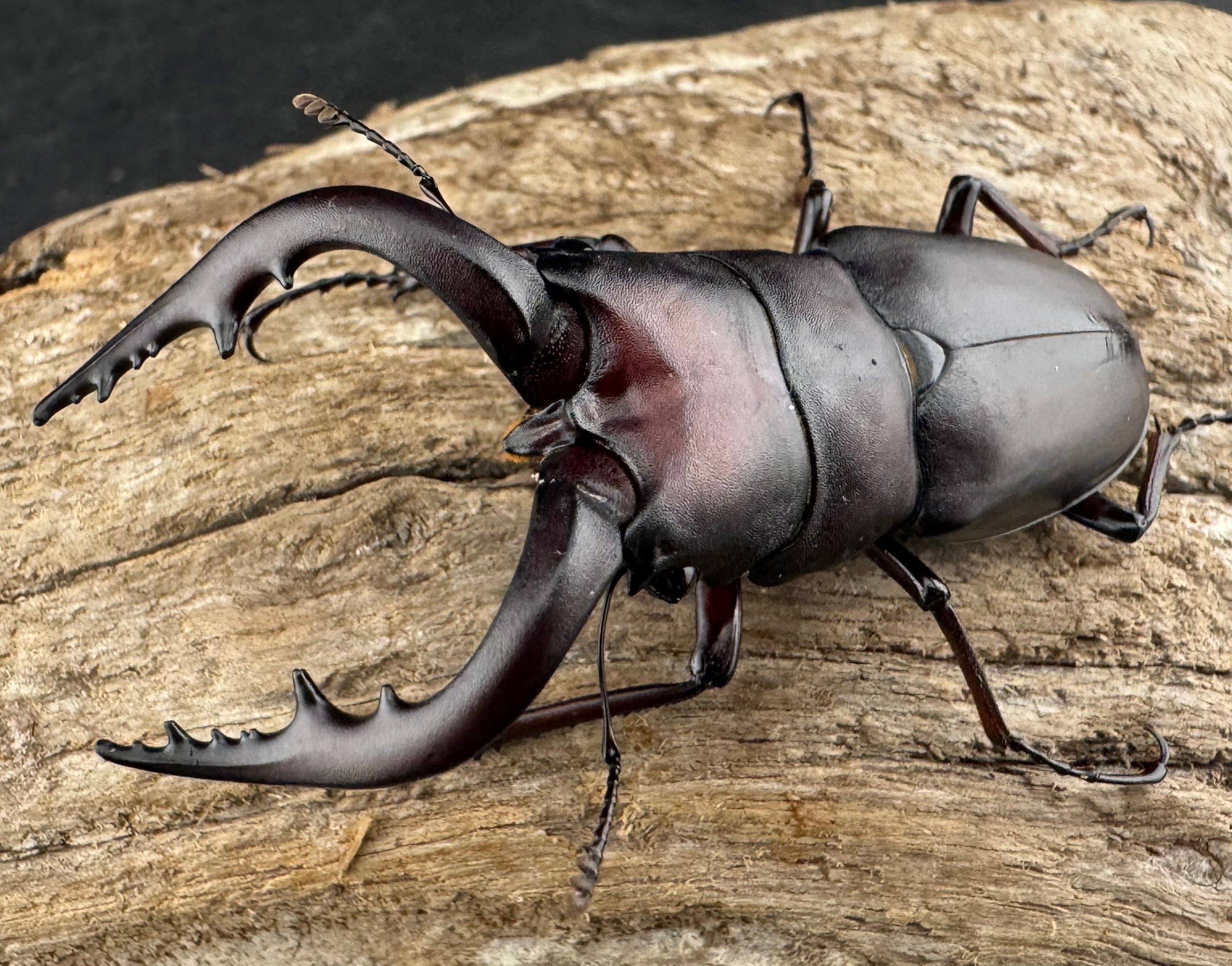 WD】《ノコギリクワガタ 伊豆大島産 63mm ペア》 | KPW公式オンライン