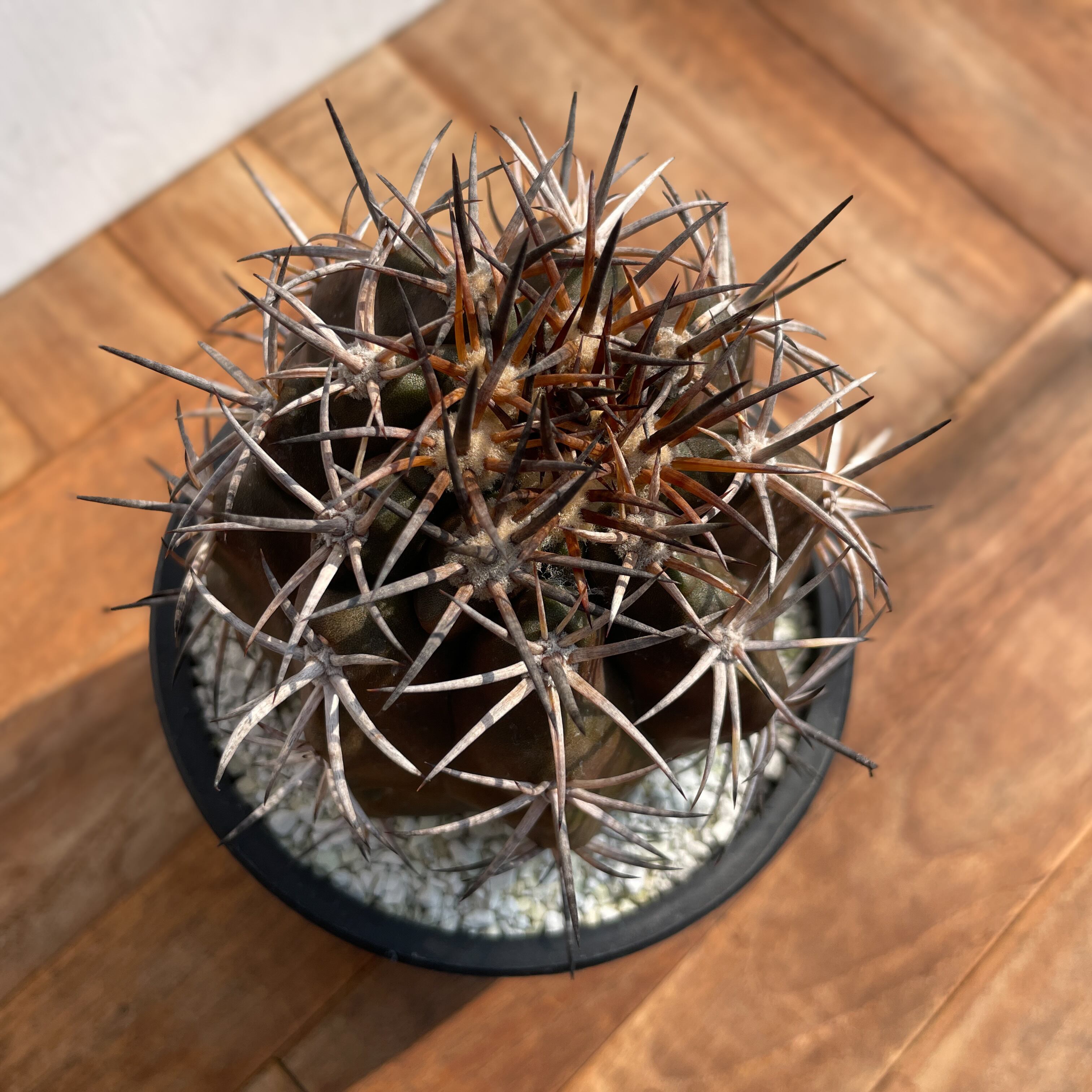 Copiapoa dura【コピアポア・デュラ・銅羅丸・実生】 | RIMO'S GREEN