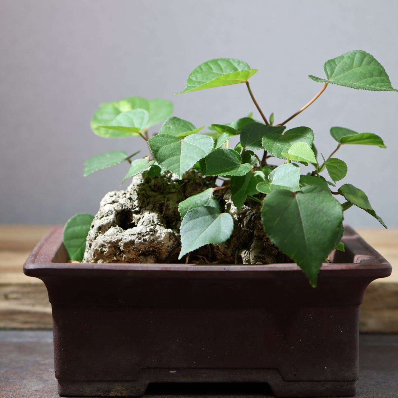 375 南国の風を宿す『琉球盆栽 オオハマボウ』観葉植物 【送料無料