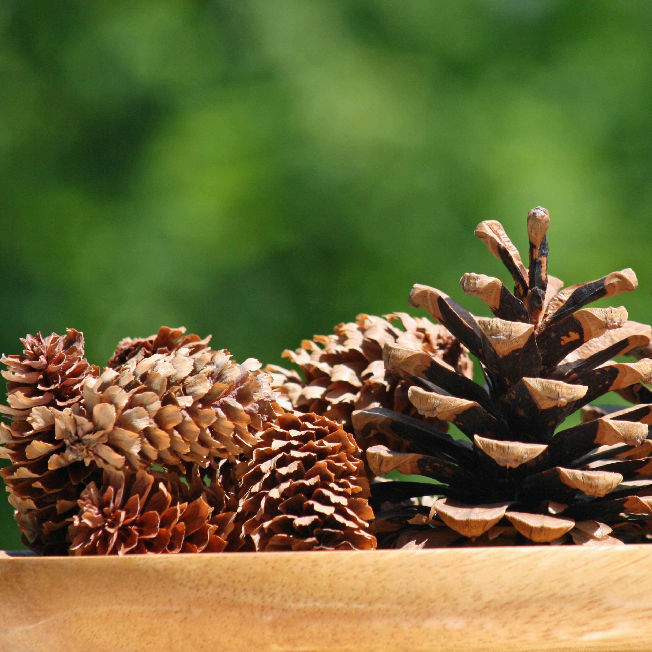 富良野 森の贈り物】松ぼっくり5種類（約50個）詰め合わせ 期間限定