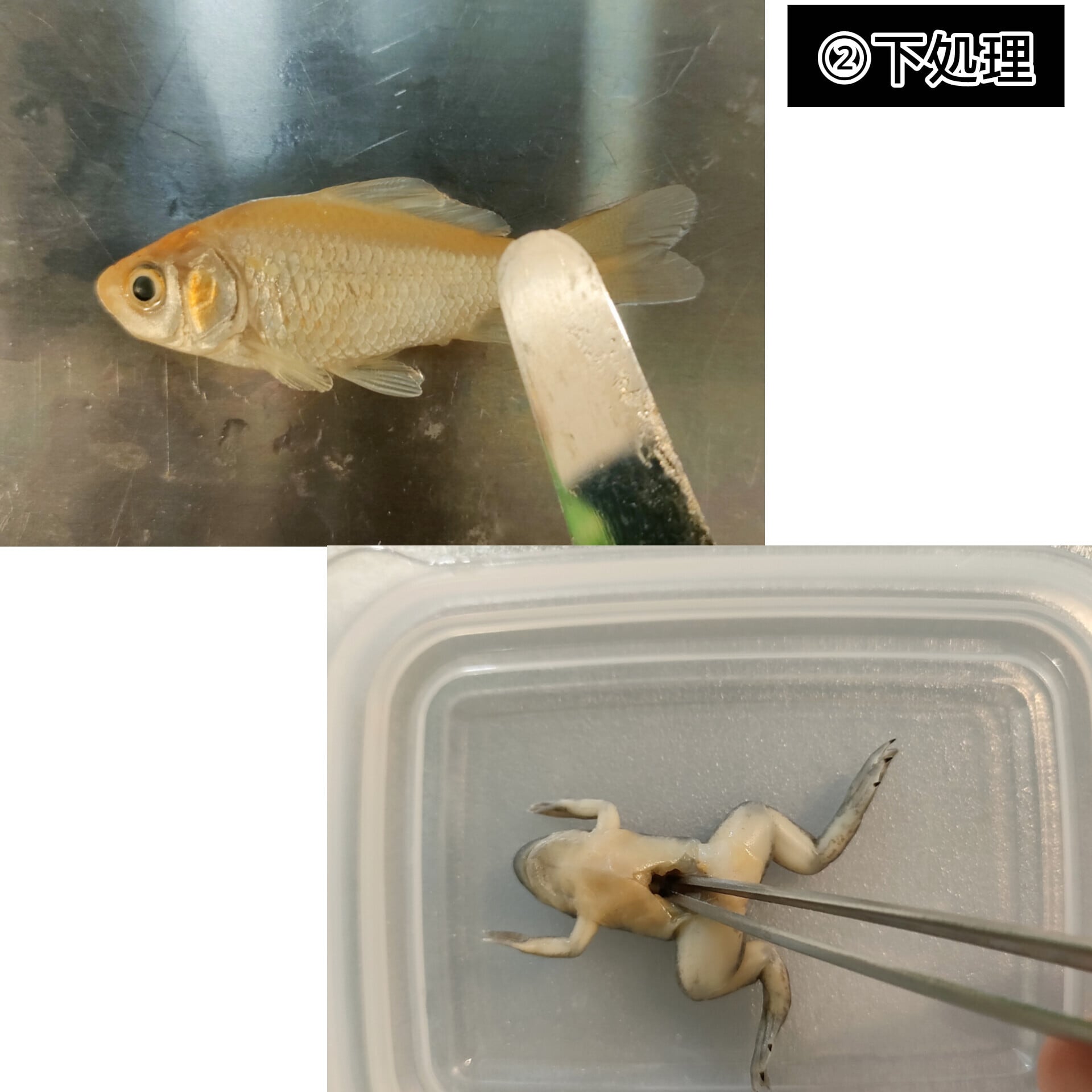 透明標本作製キット】(上級)全20点 | Pay ID