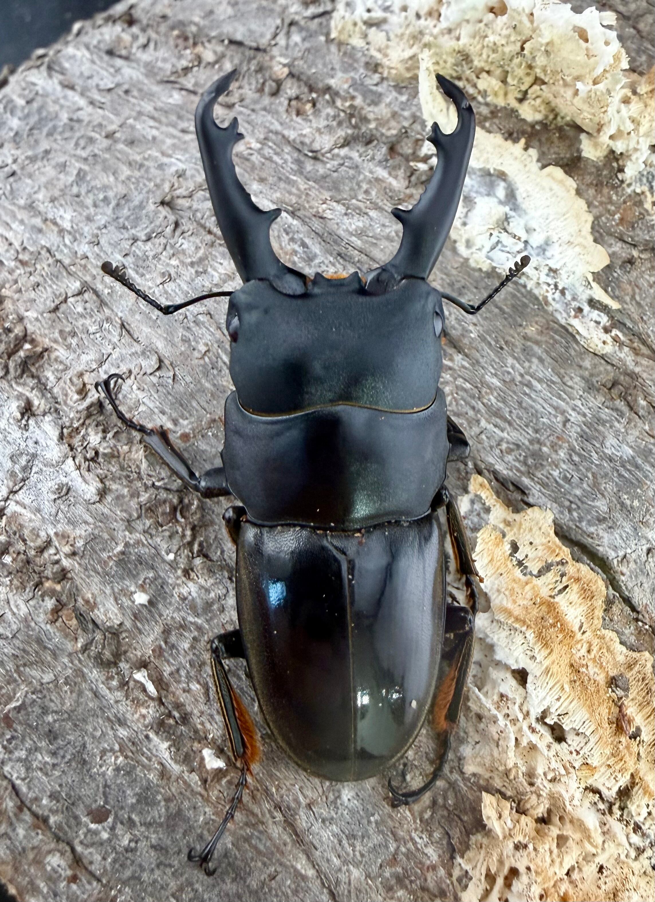 タウネスヒラタ 54mm ペア》わたくわ氏ブリード個体 | KPW公式