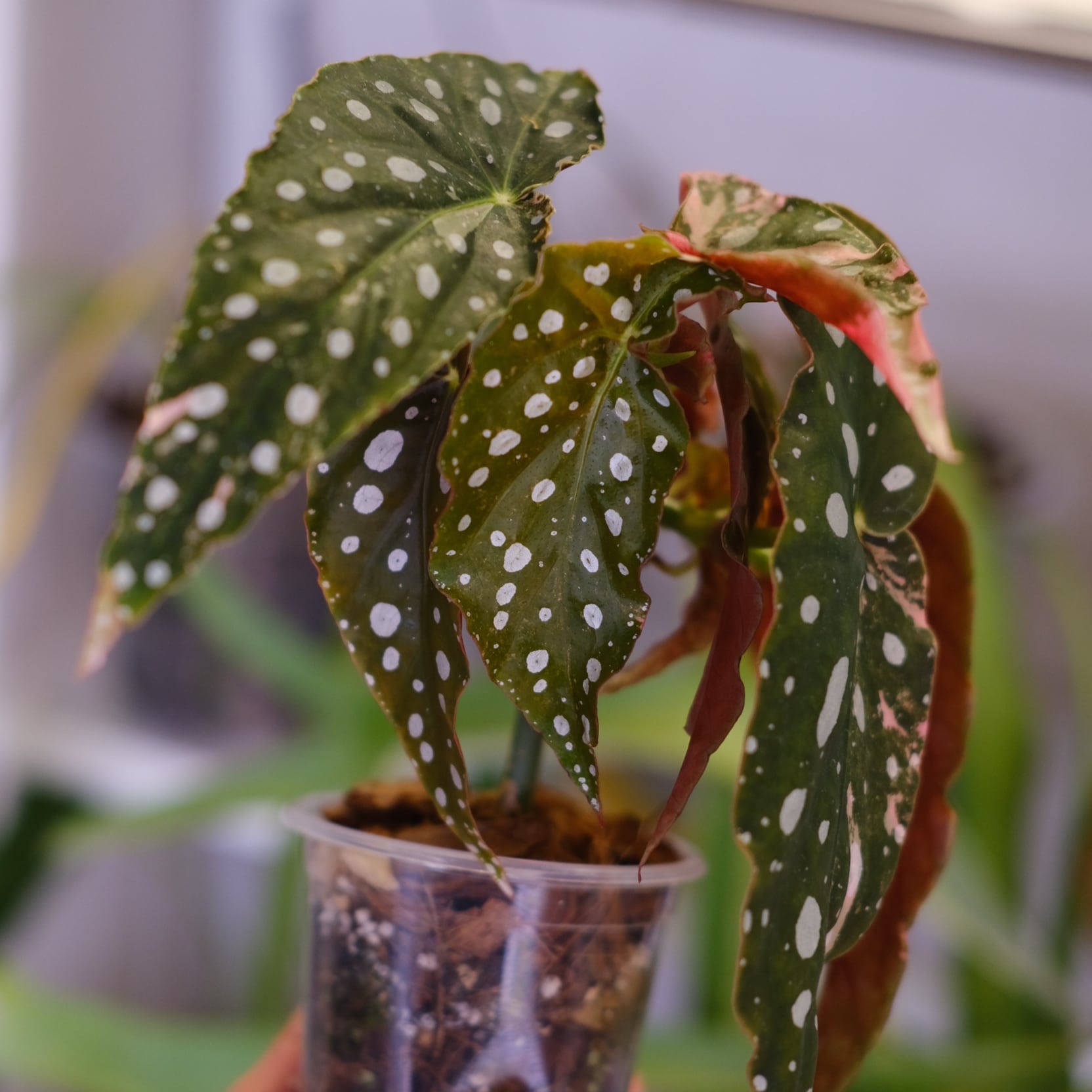 Begonia maculata variegata 'Pink'｜ベゴニア マクラータ ピンク