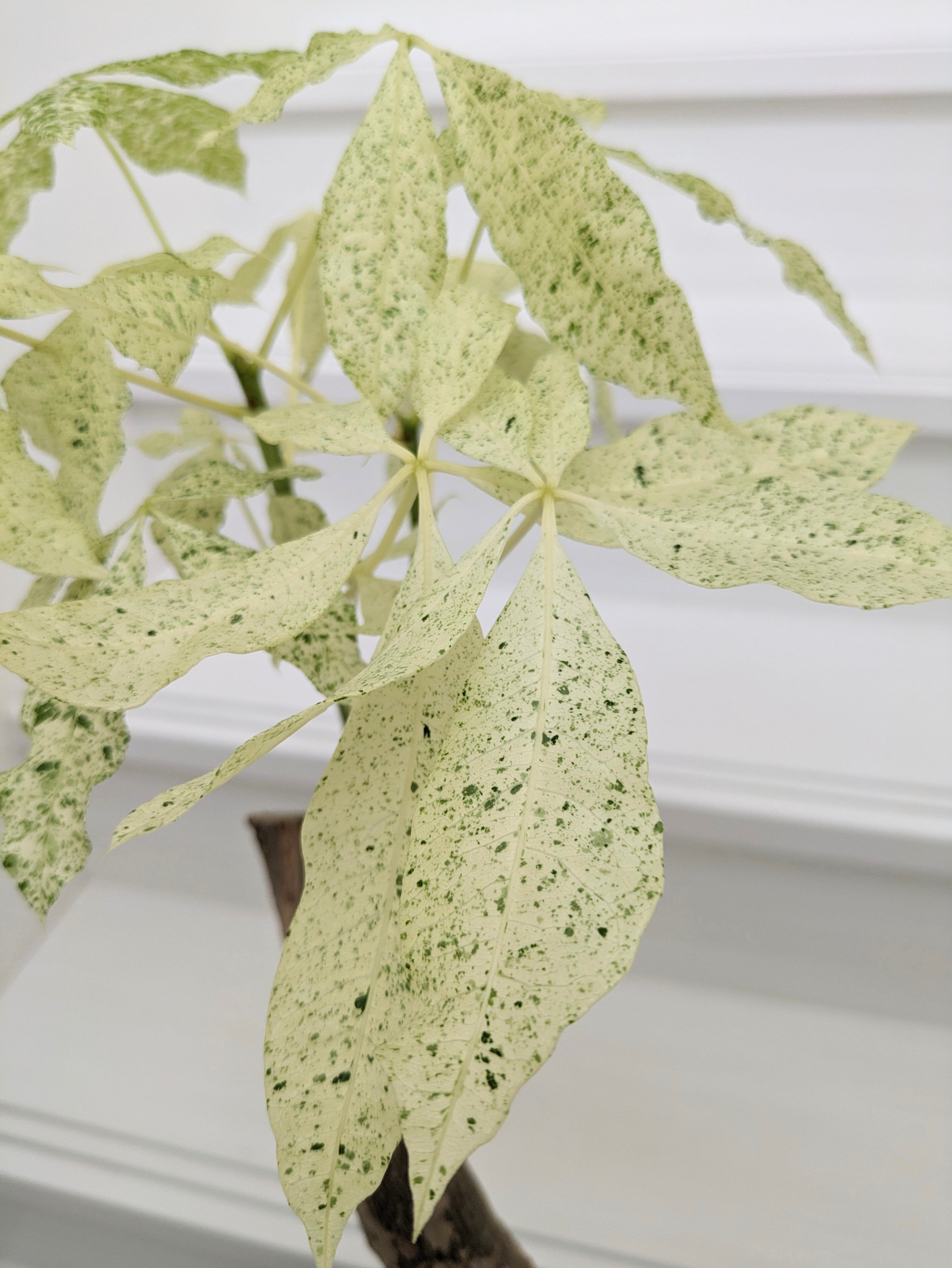 観葉植物》 斑入りパキラ「ミルキーウェイ」 6号鉢 | 札幌 花屋