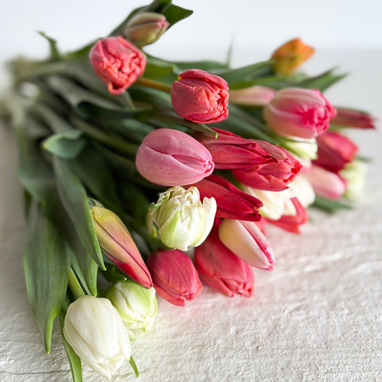 ワケあり チューリップ 30本〈富山県産〉☆規格外ですが、新鮮です