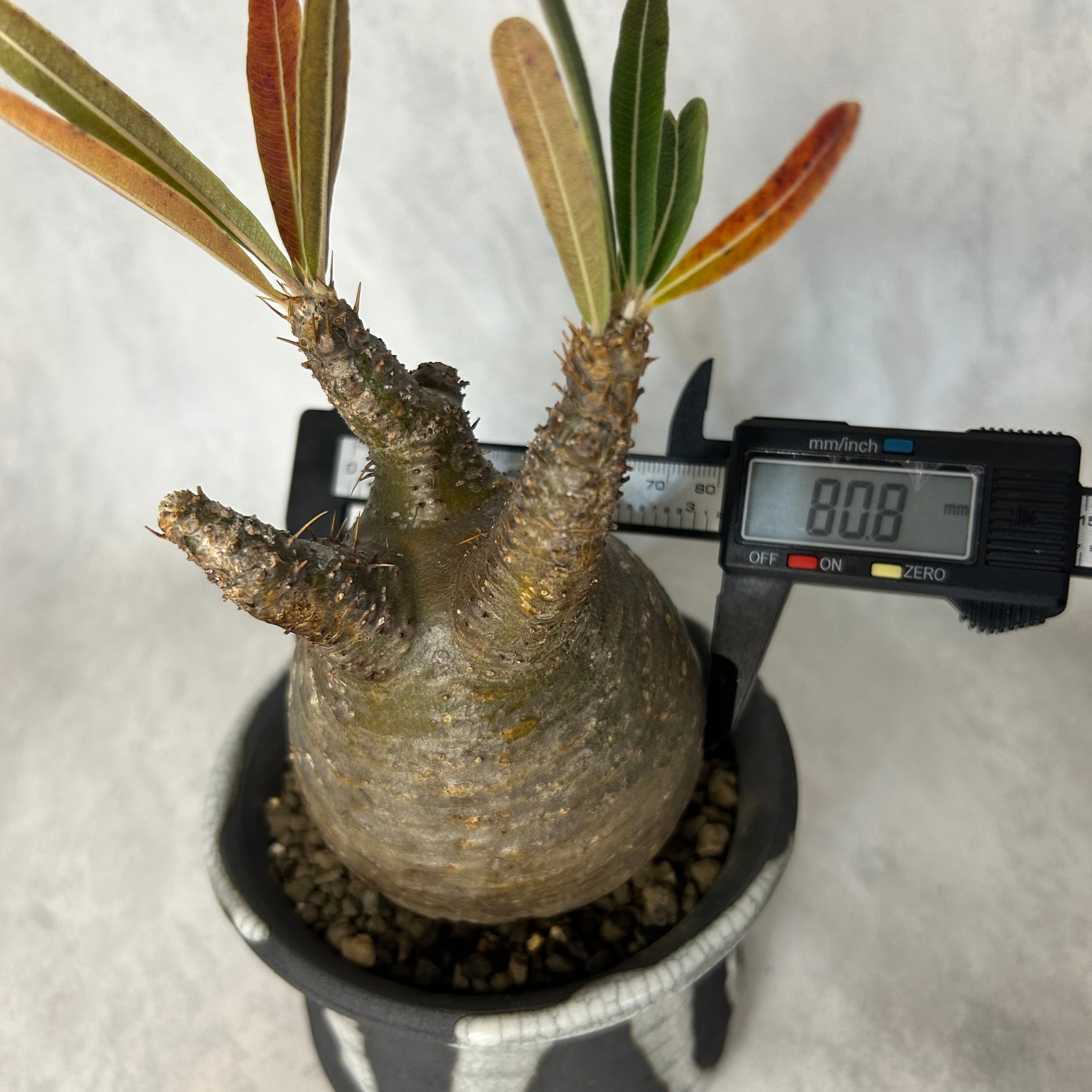 パキポディウム グラキリス 4号鉢(信楽焼)つき 塊根植物 コーデックス