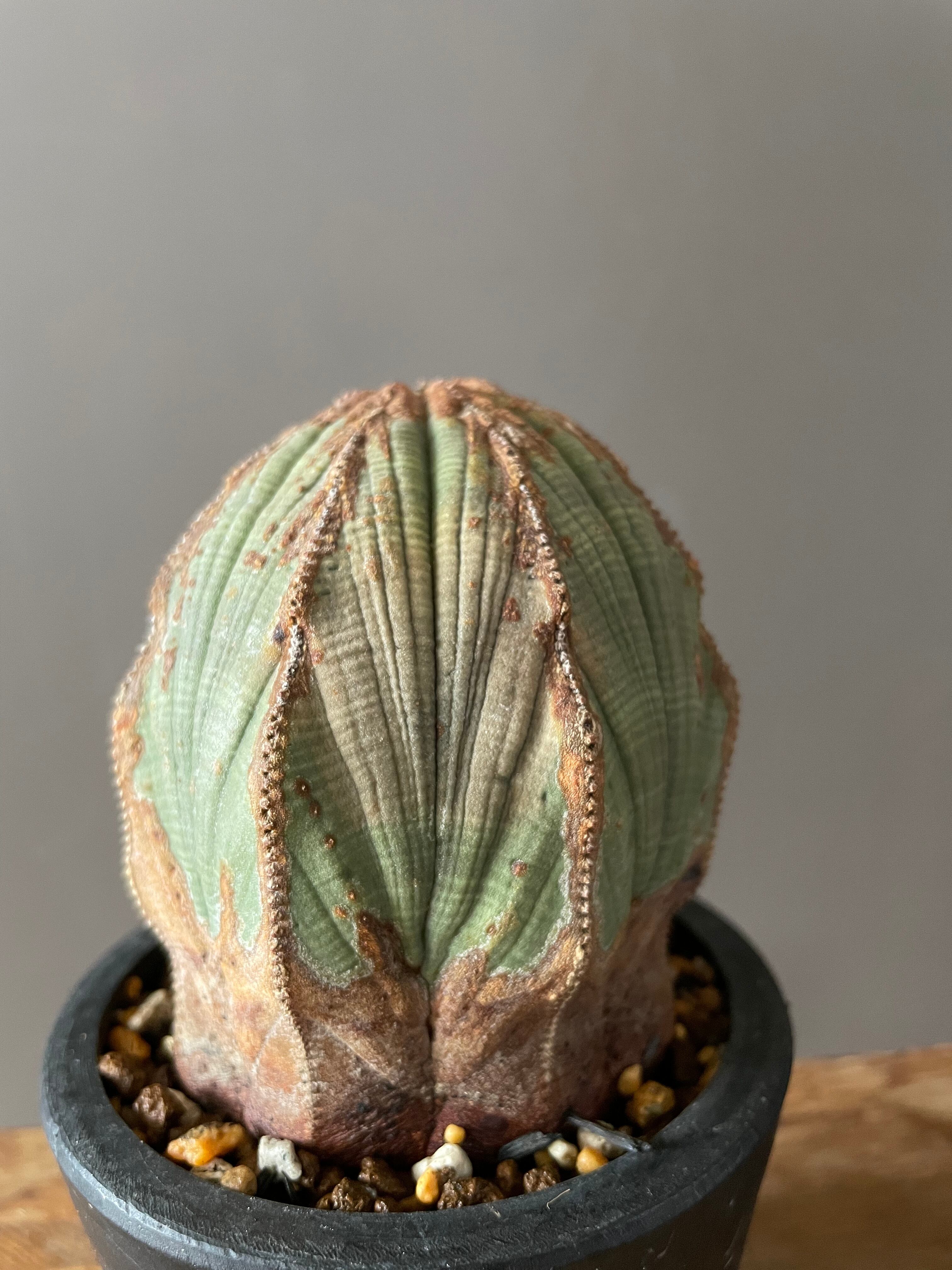 ユーフォルビア オベサ木質化⑤ | Lines BOTANICAL SHOP