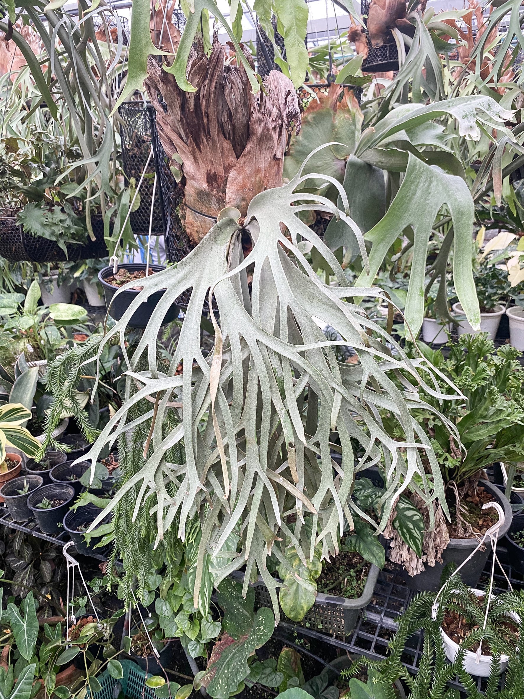 胞子 willinckii cv 伊右衛門 ビカクシダ 胞子 willinckii cv 伊右衛門