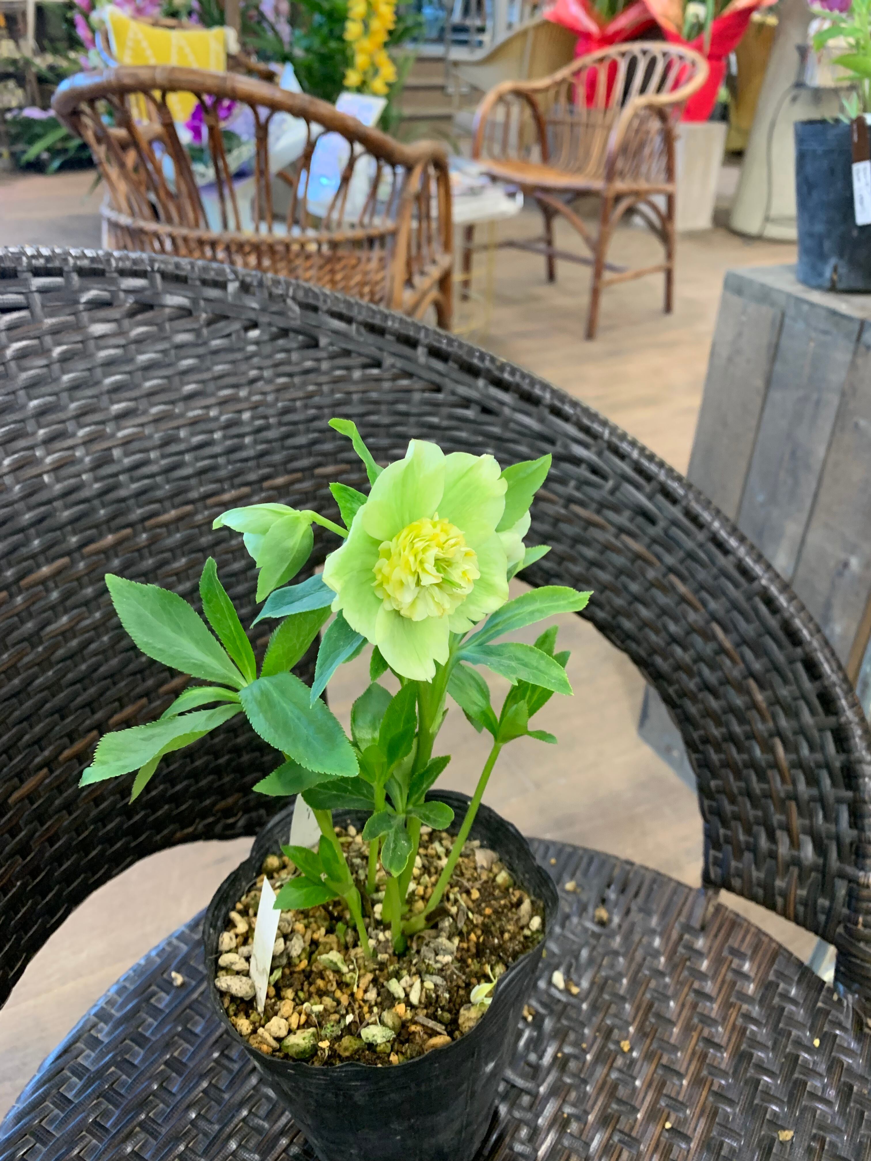 希少‼️⑦加藤農園さんのプレミアムクリスマスローズ セミダブル多弁系