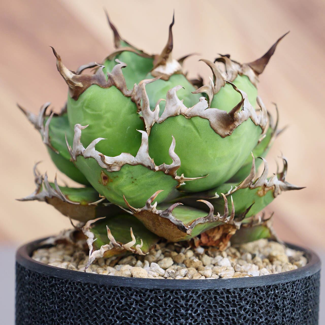 アガベ チタノタ シーザー 大株 アガベ チタノタ シーザー / 凱撒