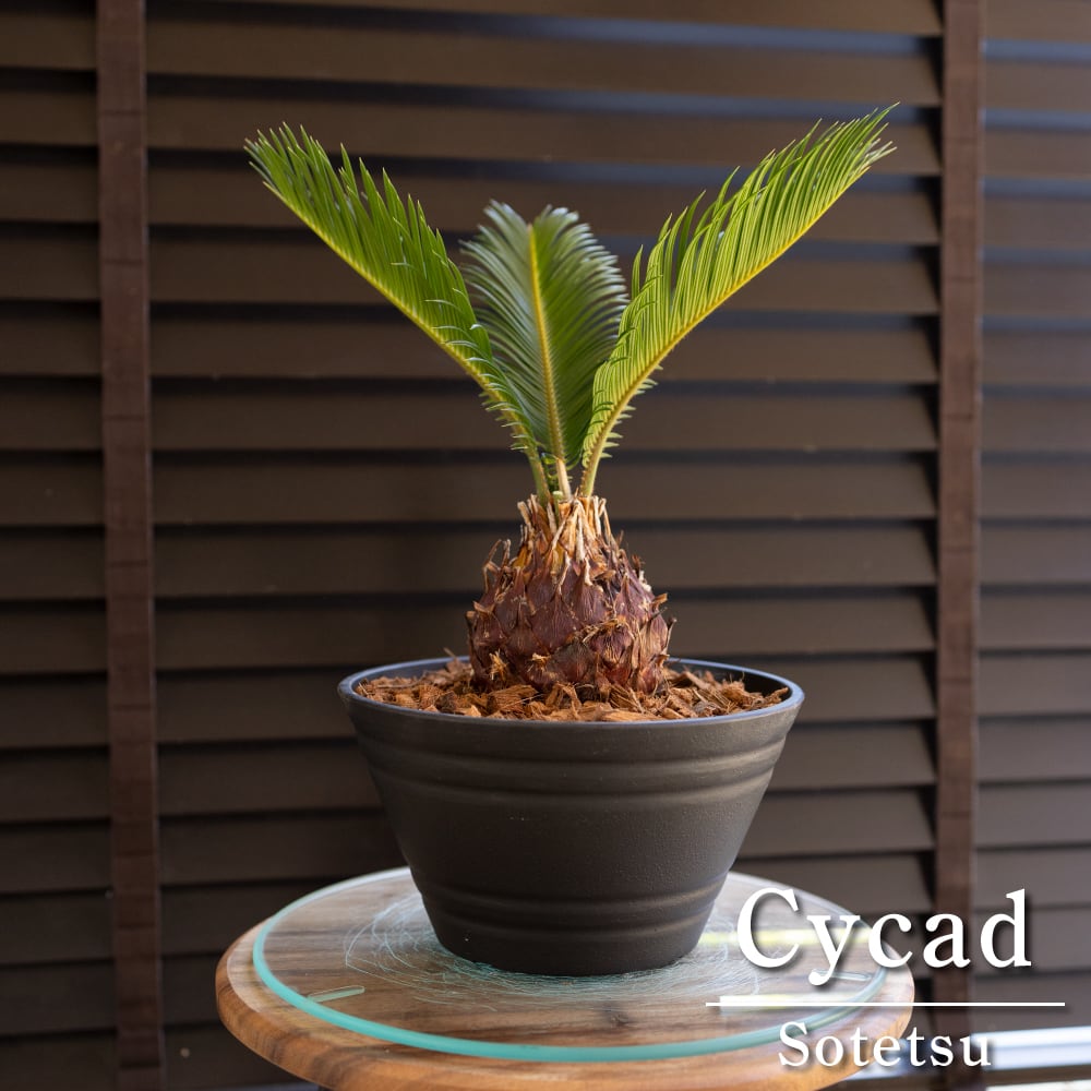 ソテツ 7号 蘇鉄 ヤシの木 ドライガーデン ロックガーデン セラアート