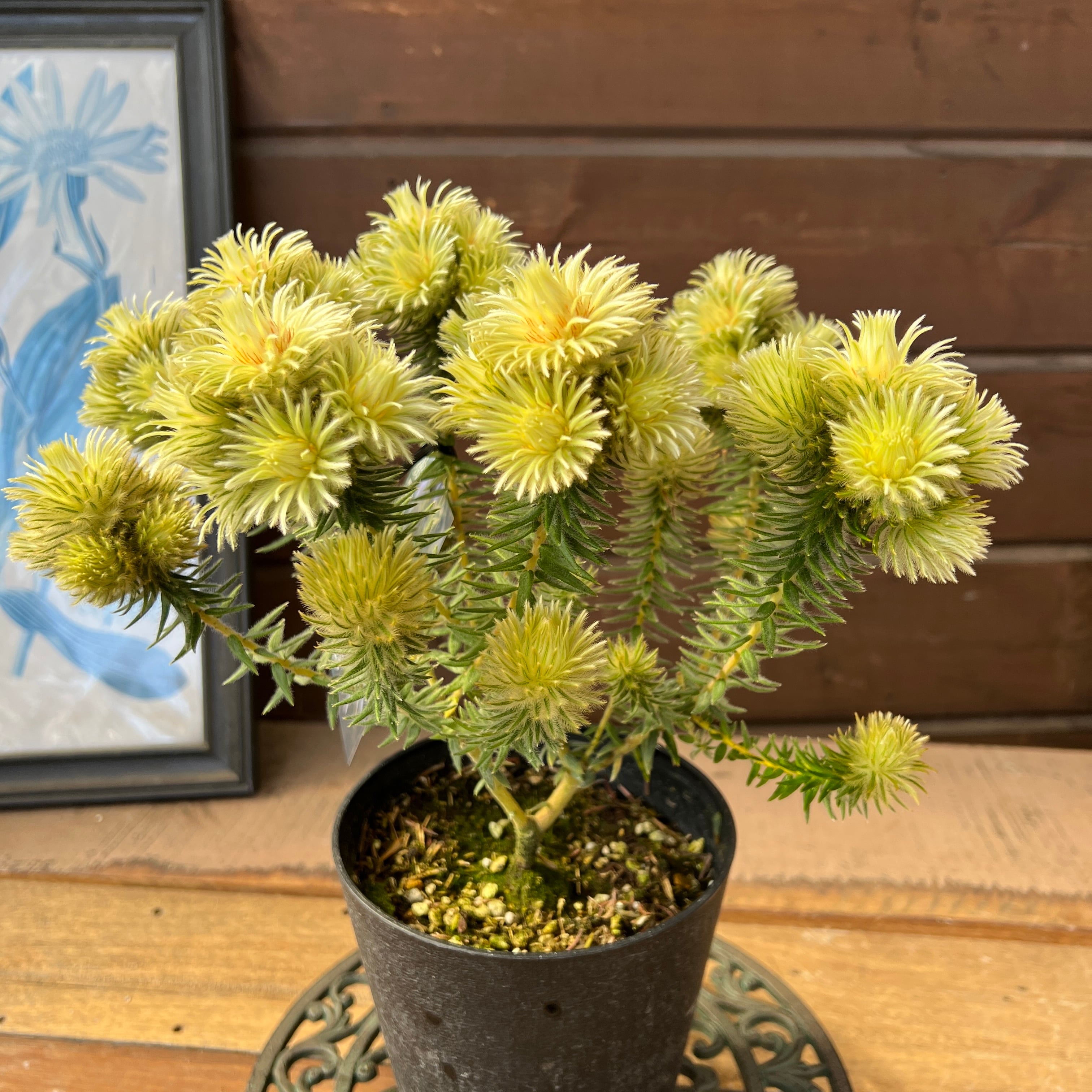 フィリカ プベッセンスワフトフェザ② | 沼ノ上農園