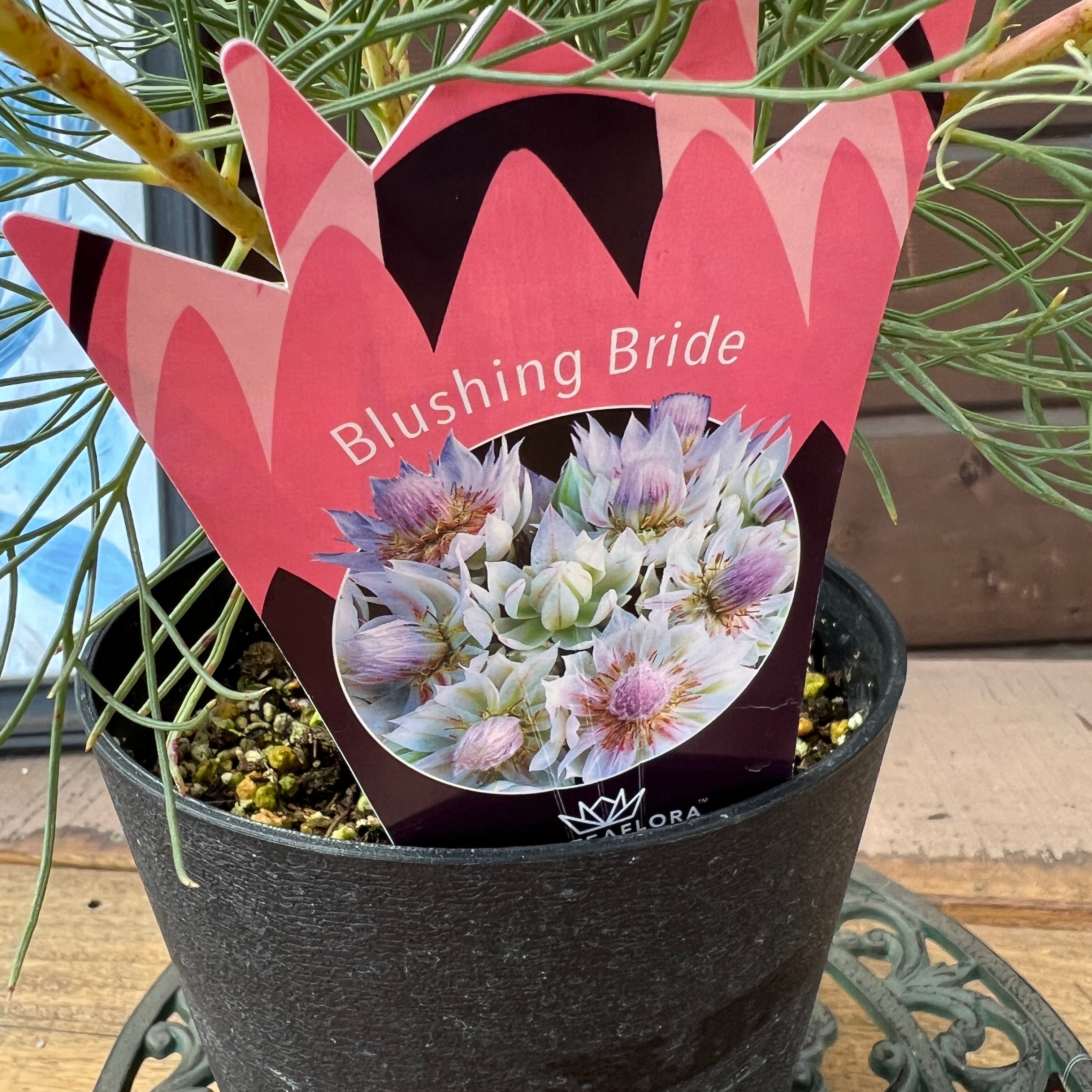 ジョーイセルリア ブラッシングブライド② | 沼ノ上農園