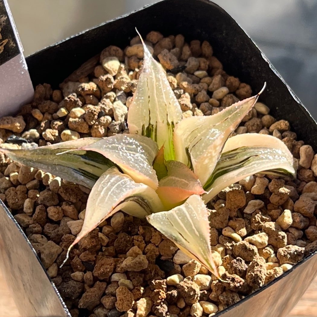 ハオルチア バディア 茜雲錦 | mocono_plants