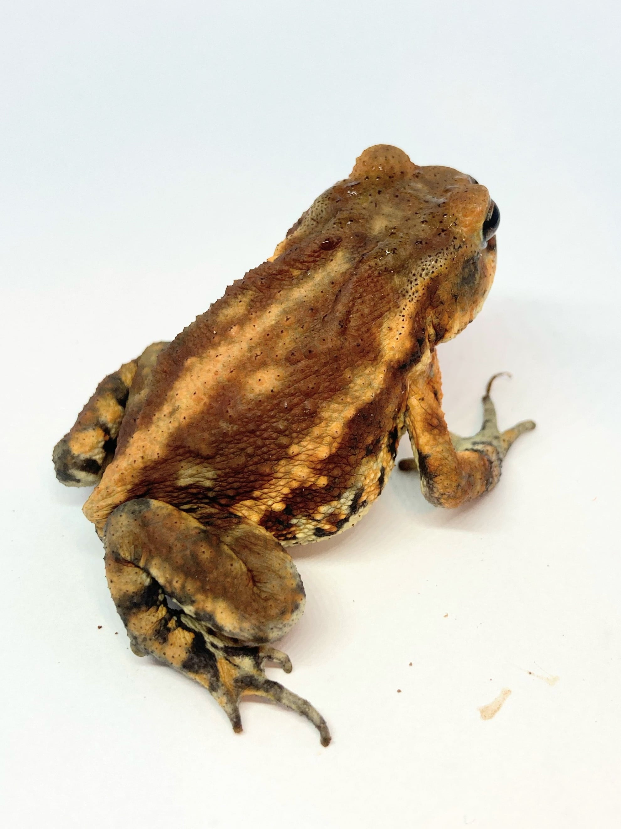 ミヤコヒキガエル オレンジ 1匹 | まるころ商店〜まるくてころころ