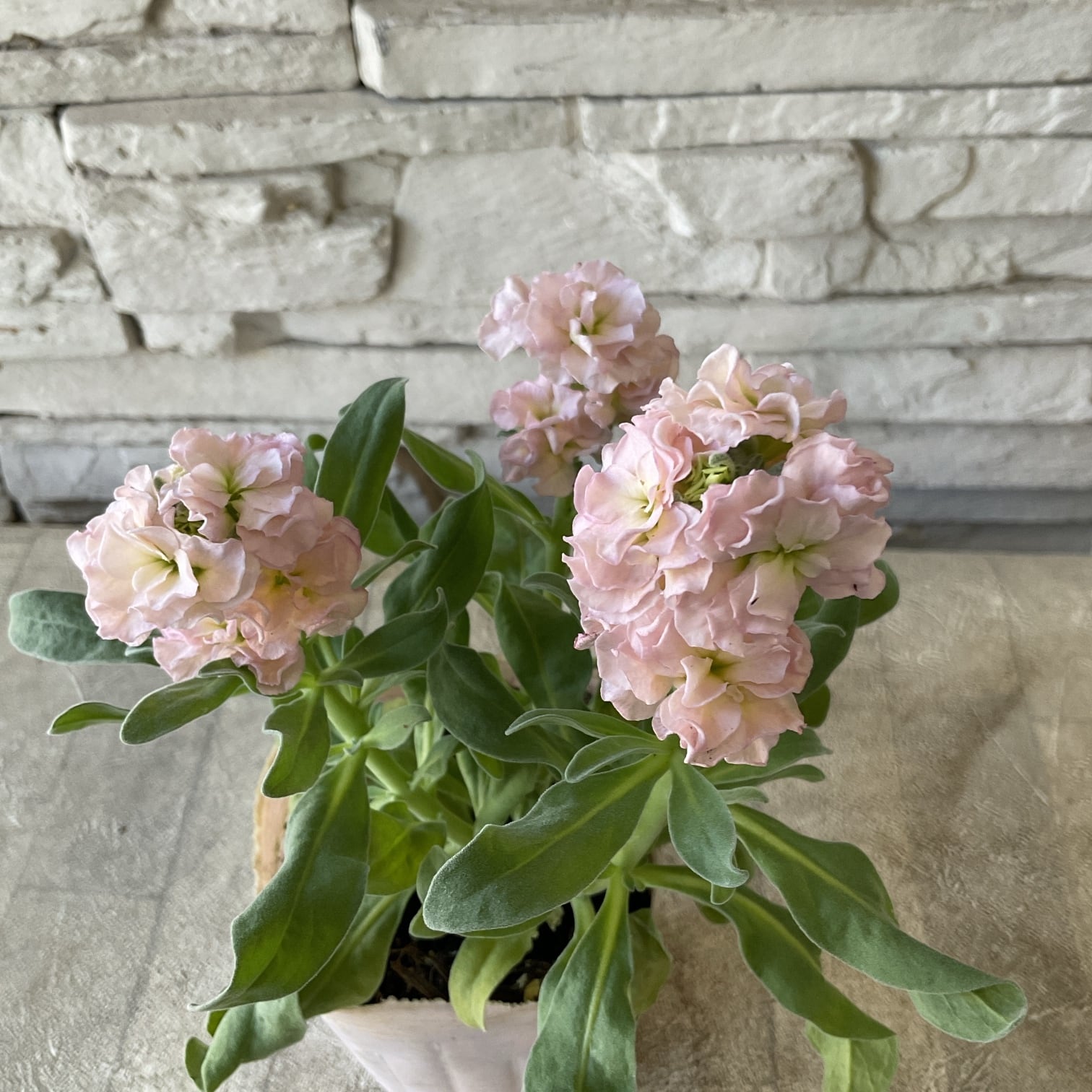 甘い香りの八重咲きストック 3.5寸ポット | 橋本種苗園