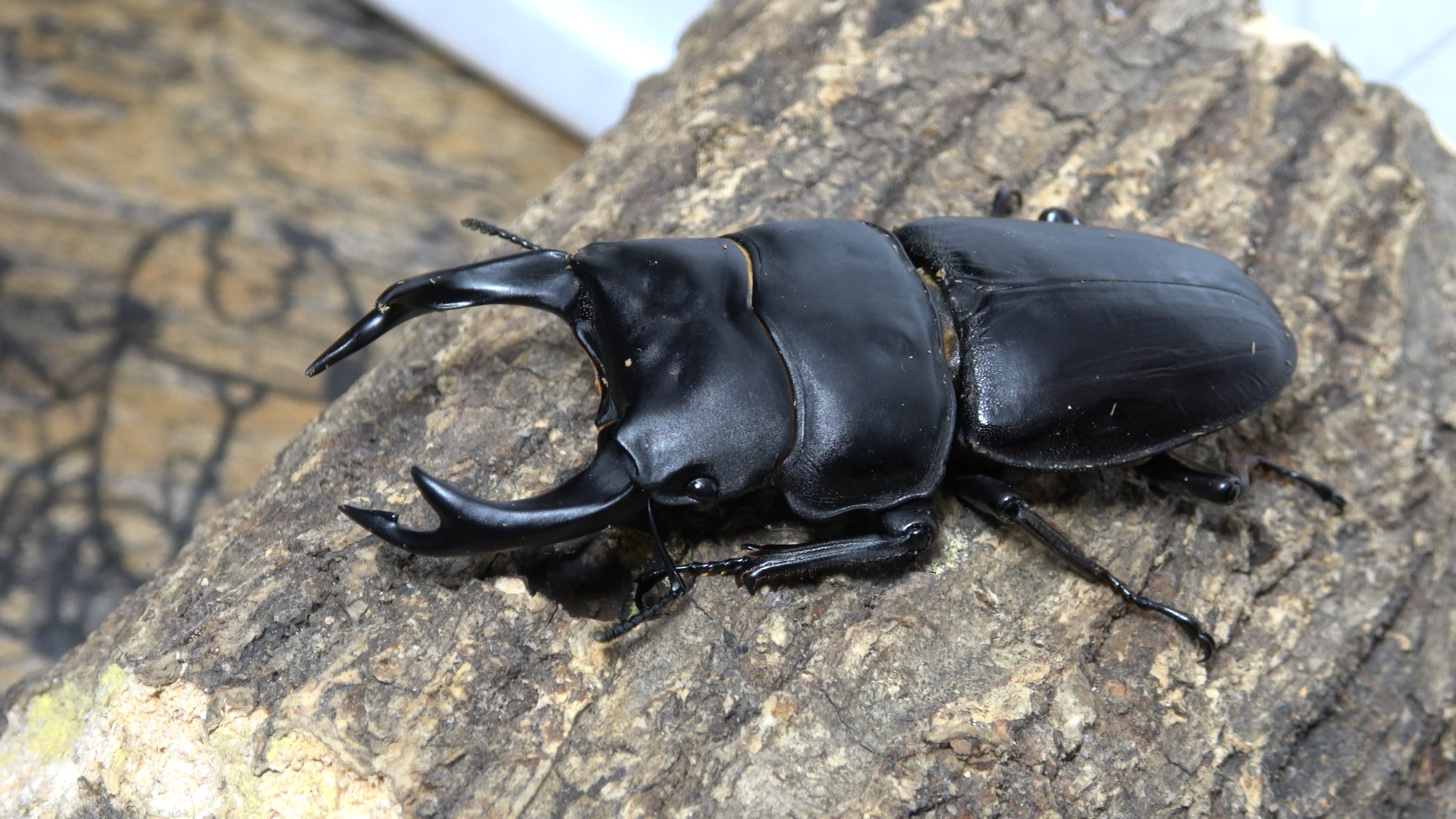 オオクワガタ山梨TG血統（幼虫） | クワガタTOP GUN