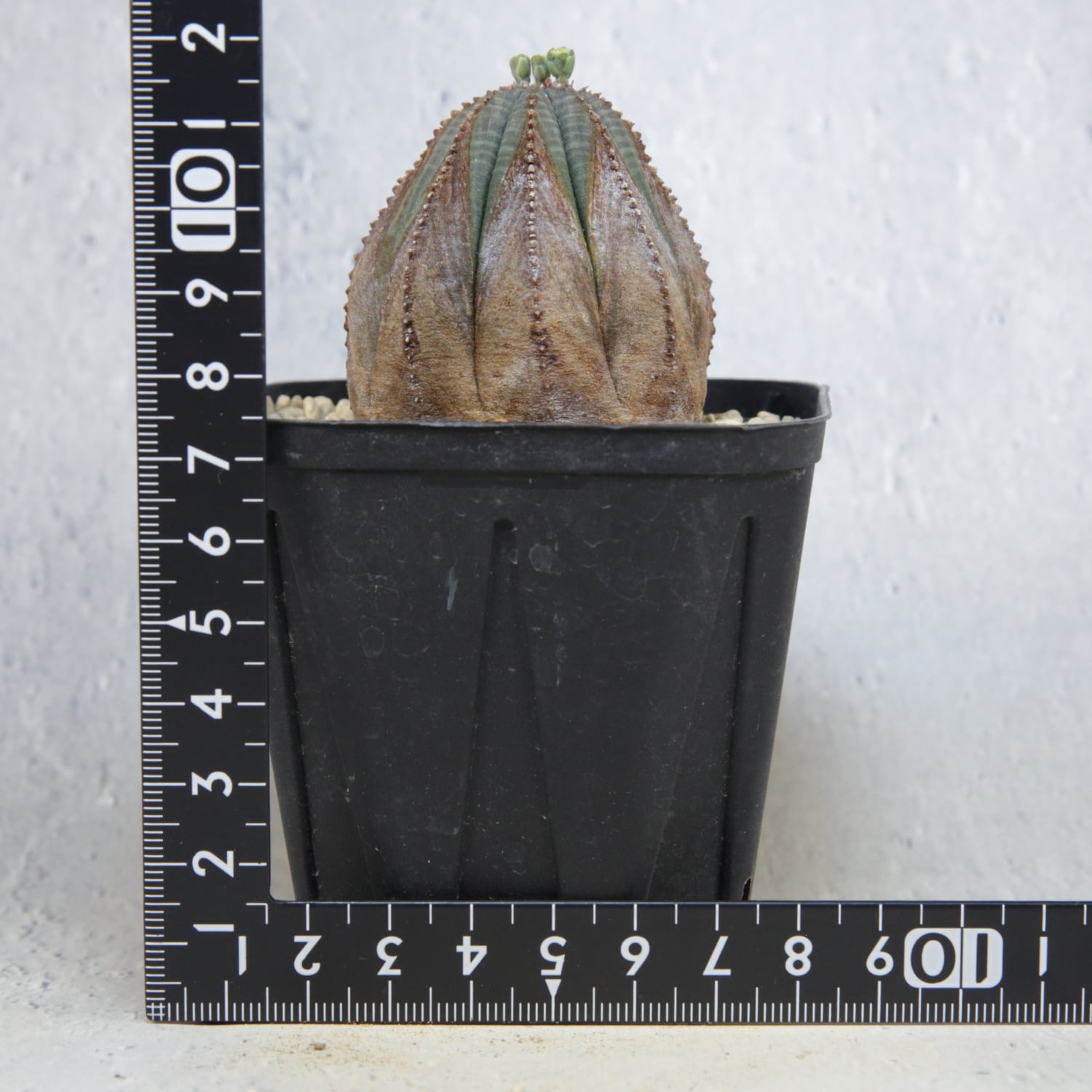 オス株 木質化 美模様 オベサ / ユーフォルビア | LIGHTHOUSE.PLANTS