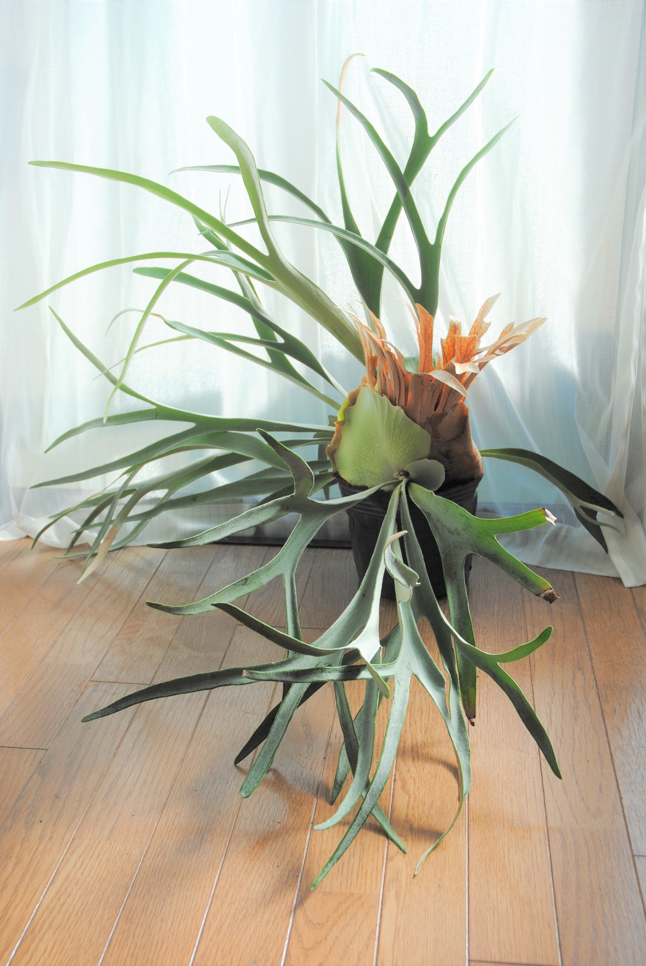 Platycerium veitchii ビカクシダ ビーチー | plants MARU ーサボテン