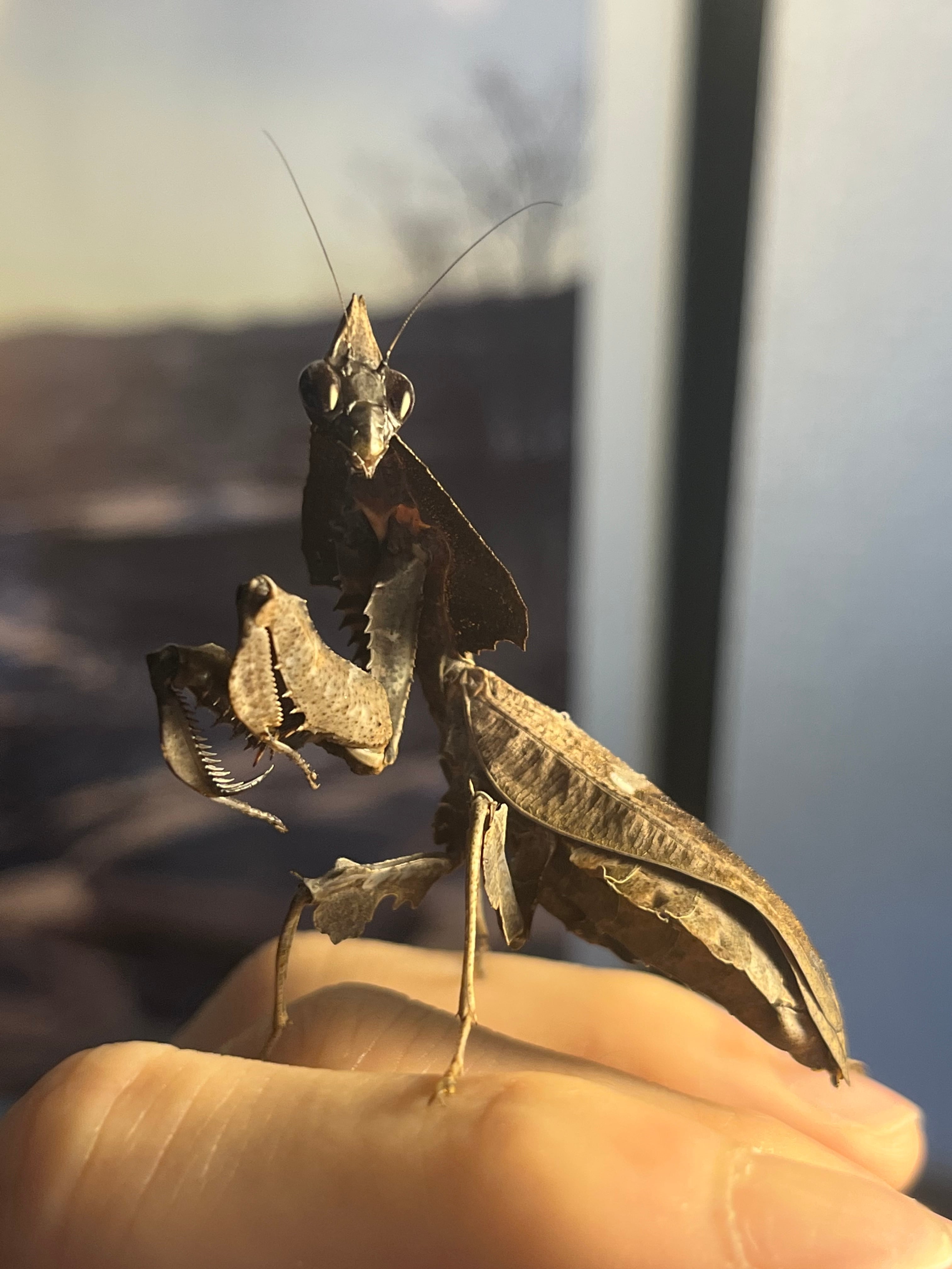 マオウカレハカマキリ Parablepharis kuhlii Darth Vader Mantis