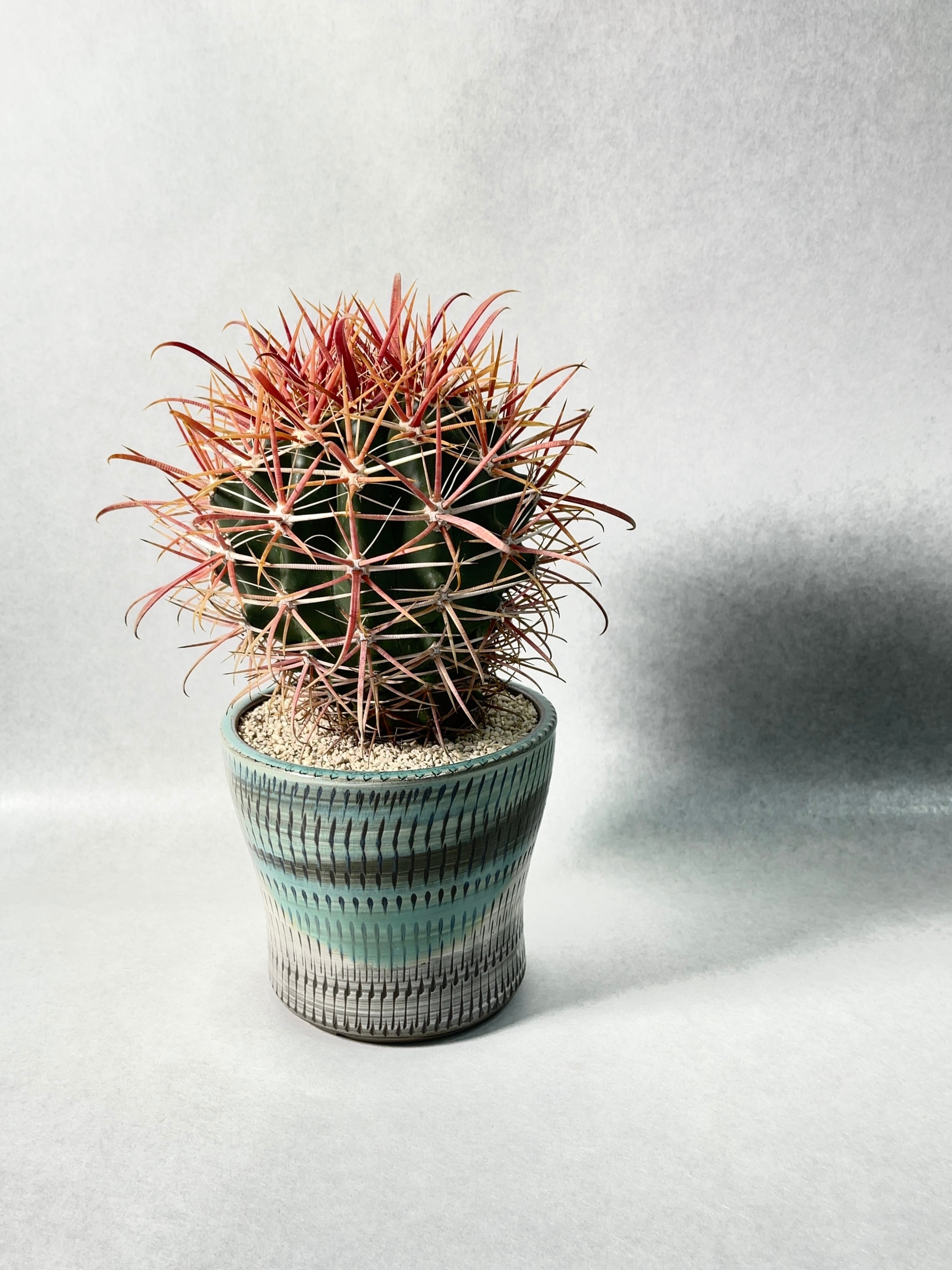 フェロカクタス・刈穂玉 | trigger