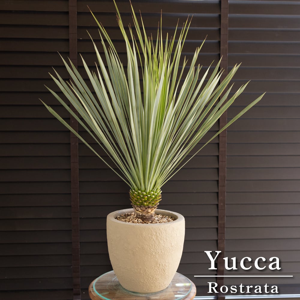 ffdd17b8ef8c0cb1bee0deaf7ffa81