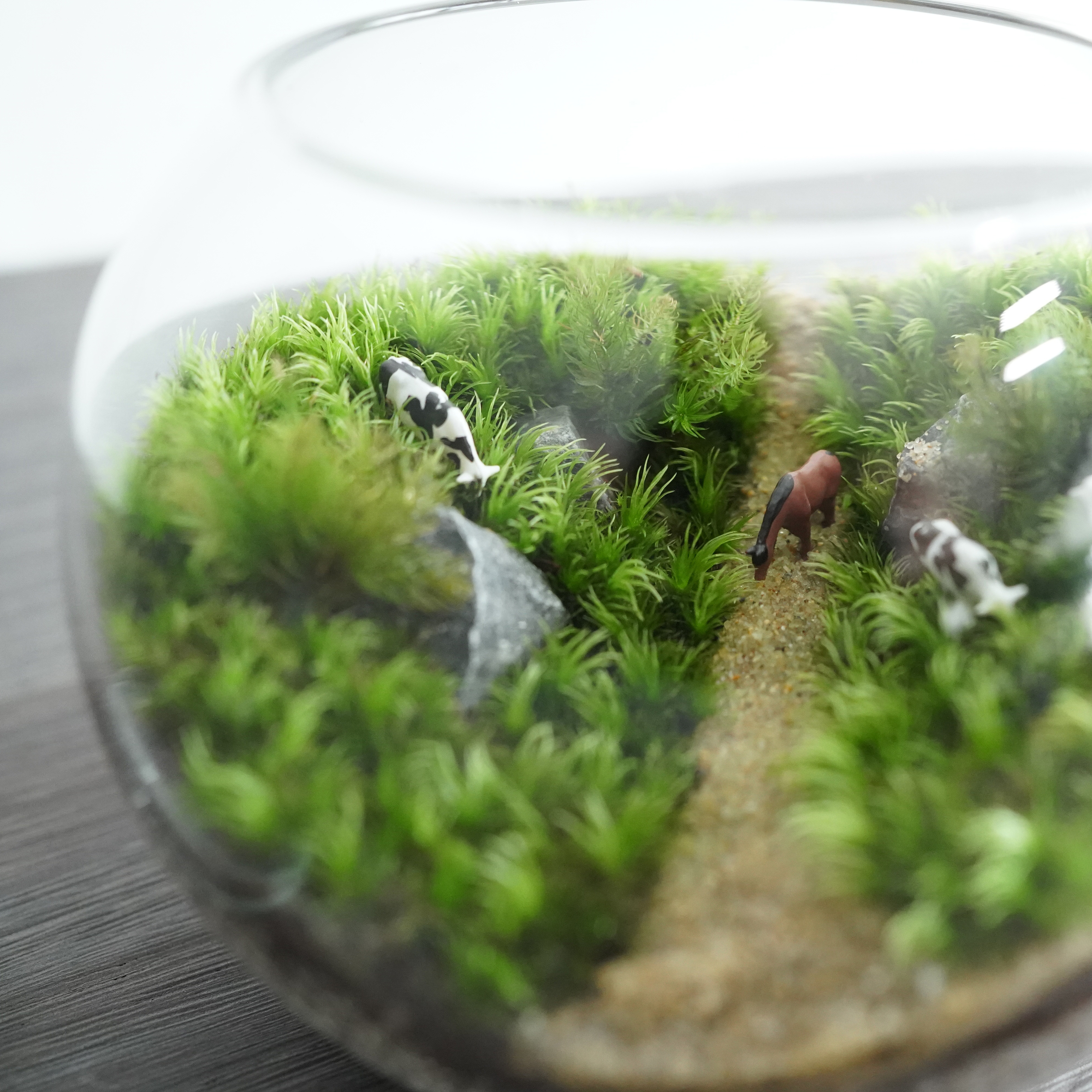 作製キット】牧場苔テラリウム作製キット◇動画解説付き | 苔
