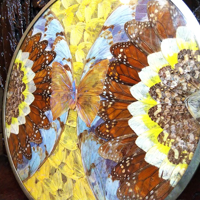 ま*る様 【国産蝶標本】タカネヒカゲ/富山県-新潟県.雪倉岳産/45mm ま