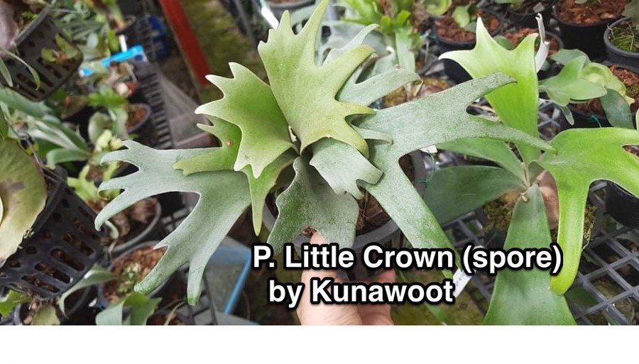 P.willinckii Little Crown sporelings 【artPLANTs/PLANTS GARAGE