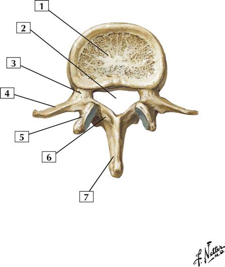 Back and Spinal Cord: Cards 2-1 to 2-21 | Basicmedical Key
