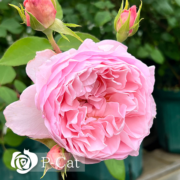 ソニアリキエル Sonia Rykiel ｜ ピーキャットローズショップ