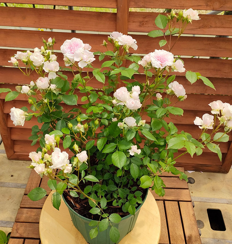 おすすめバラ特集2：小さく咲かせて楽しめるバラ ｜ ピーキャット