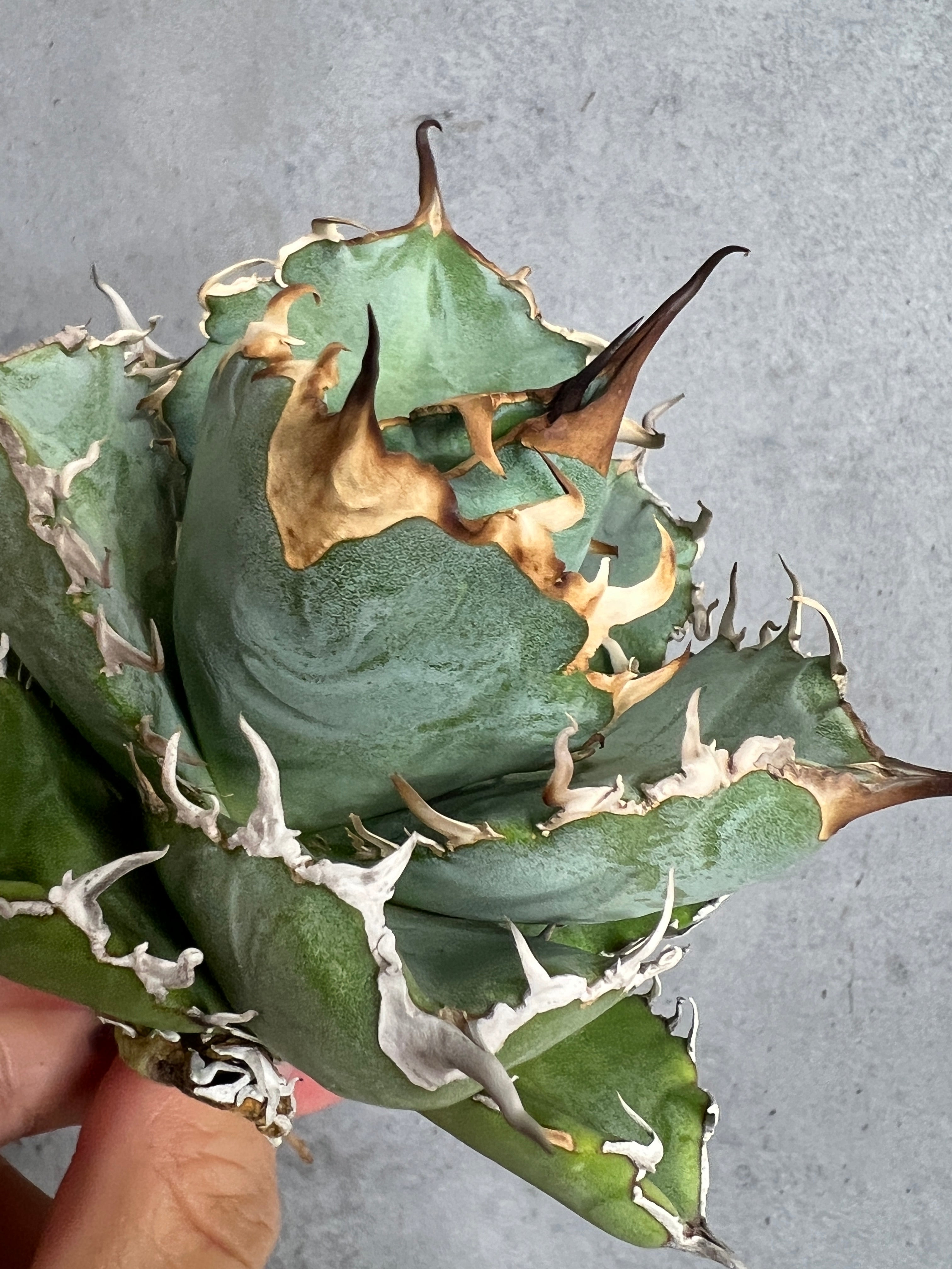 BARBAS Plants Lab. 選抜実生株