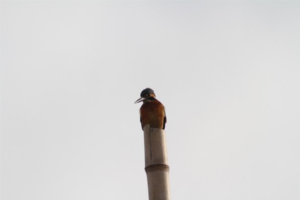 TAMRON AF 200-400mm F/5.6 LD IF (ｷﾔﾉﾝ用)投稿画像・動画 - 価格.com