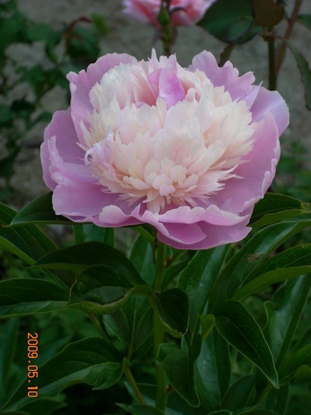 ニコン COOLPIX L11で撮影された写真 - 価格.com