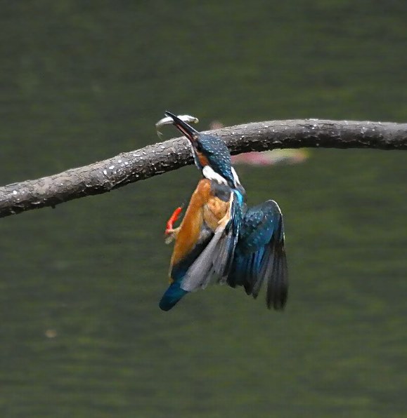 ニコン AI AF Zoom Nikkor ED70-300mm F4-5.6Dで撮影された写真 - 価格.com