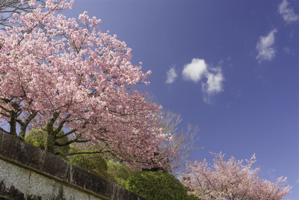 ニコン AF-S DX Zoom-Nikkor 12-24mm f/4G IF-EDで撮影された写真