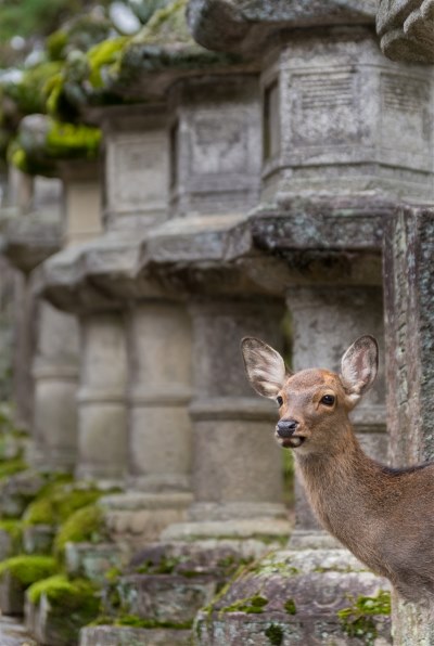 ペンタックス smc PENTAX-DA☆ 50-135mmF2.8ED[IF] SDMで撮影された