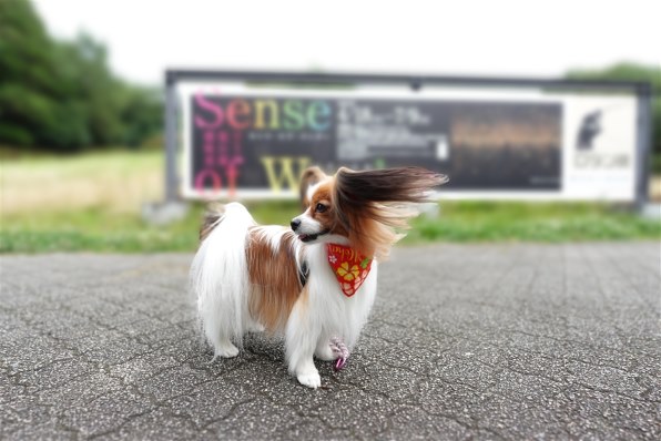 SONY VLOGCAM ZV-1M2 [ホワイト] 価格比較 - 価格.com