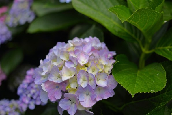 CANON EF40mm F2.8 STMで撮影された写真 - 価格.com