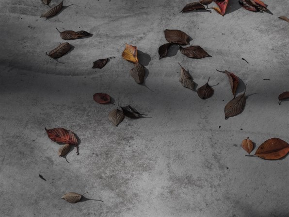 G10・作例/雑談スレ（ 2016/12→In My Hat Full Of Stars ）』 CANON