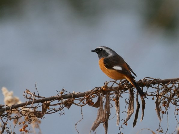 お気に入りのズームレンズで撮った野鳥をお見せ下さい』 クチコミ